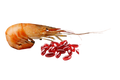 Antarctic Krill Oil