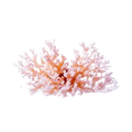 Pure Sango Sea Coral